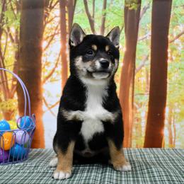 Boy 1 - male Shiba Inu puppy in Arcola, Illinois from Highline Puppies