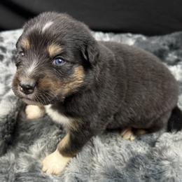 Boy 1: Dallas - Black tri-color male Australian Shepherd puppy in Volant, Pennsylvania from Addie's Aussies