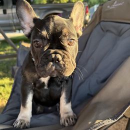 Blue - Black and tan male French Bulldog puppy in Dowagiac, Michigan from Wonderworld Frenchies Southwest Michigan, LLC