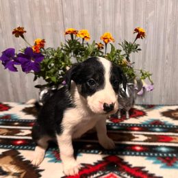 Meg - Border Collie puppy from Breezy Acres Stock & Sporting Dogs