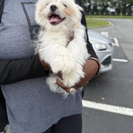 Yukie - White male Maltese puppy in Robbinsville, North Carolina from Robins K9 companions