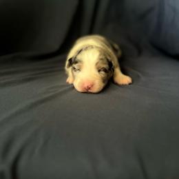 Boy 1 - Blue merle male Australian Shepherd puppy in Kentland, Indiana from Pine Grove Aussies