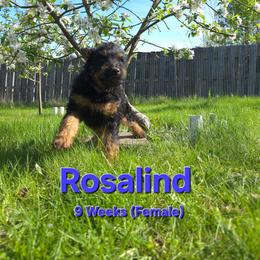 Rosalind - Black female Labradoodle puppy in Genoa City, Wisconsin from Sakura Pups