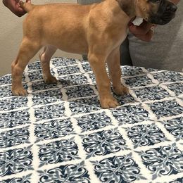 Black Russian Terrier and Cane Corso Puppies from Dem Stevens Egyptian Kennel