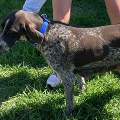 German Wirehaired Pointers from Dreesen's Dogs