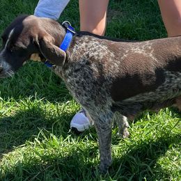 German Wirehaired Pointers from Dreesen's Dogs