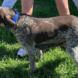 German Wirehaired Pointers from Dreesen's Dogs