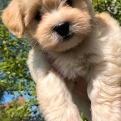 Havana Silk Dog and Poodle Puppies from Havana Silk Romance