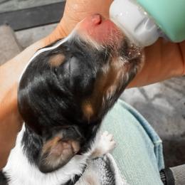 4th Pick Male - Blue belton and tan (tri-color) male Llewellin Setter puppy in Blackfoot, Idaho from Sand Hill Shepherds & Setters