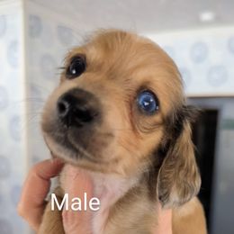 Boy 4 - Dachshund puppy in Homosassa, Florida from Foxies Doxies