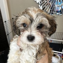 Havanese Puppies from Havanese Loves