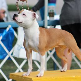 Robin - Staffordshire Bull Terrier