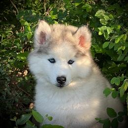 Pomsky and Siberian Husky Puppies from A-Dream Pomsky Kennel