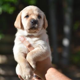 Ash - Yellow male Labrador Retriever puppy in Carthage, North Carolina from Wicked Pines Retrievers