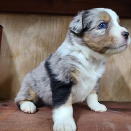 Miniature Australian Shepherd and Toy Australian Shepherd Puppies from Beasley Acres Aussies