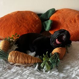 Belgian Malinois Puppies from Z Domu Niedzwiedzia Malinois