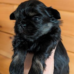 Dobie Girl 3 - Black and tan female Shih Tzu puppy in Surry, Maine from McKayla Hairston