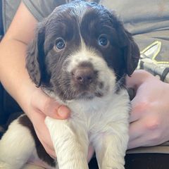 Tan collar - Sporty Mix puppy in Ferndale, Washington from Juanita’s Springers