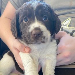 Tan collar - Sporty Mix puppy in Ferndale, Washington from Juanita’s Springers