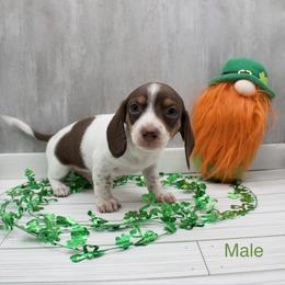 Smooth Hair Boy - Piebald male Dachshund puppy in Wichita, Kansas from Geta Long Little Doggie