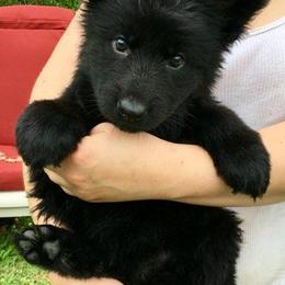 German Shepherd Puppies from Rain's Legacy German Shepherds