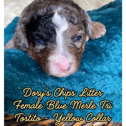 Tostito - female Australian Mountain Doodle puppy in Port Orchard, Washington from Yukon Harbor Doodles