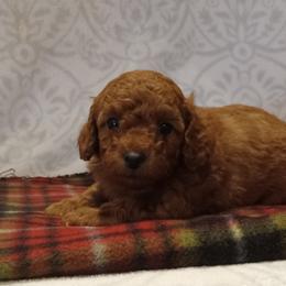 Hunter - Red  male Poodle puppy in Milford, Indiana from Olde Heritage K-9