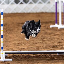 Border Collies from Epic Borders