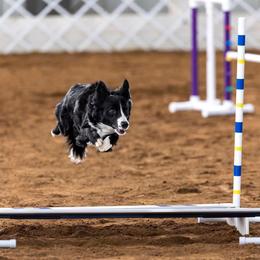 Border Collies from Epic Borders