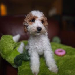 Rosie - Parti female Goldendoodle puppy in Eagle, Wisconsin from Nesting Dolls