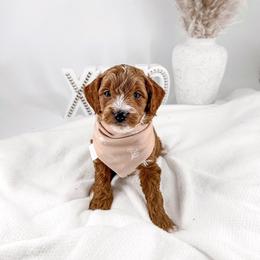 Dunk - Red  male Goldendoodle puppy in Jamestown, Kentucky from Milk & Honey Doodles