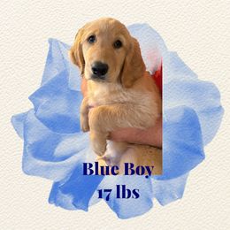 Golden Retriever Puppies from Family Loved Golden Retrievers