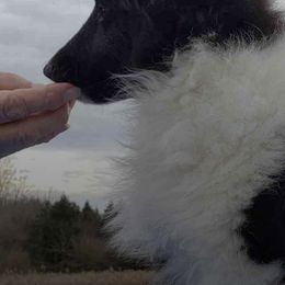 Shetland Sheepdogs from Twisted Tree Shelties