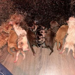 Goldendoodle and Poodle Puppies from Corbin’s Southern Curl’s