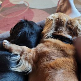 Dachshunds from Walkers Weiners