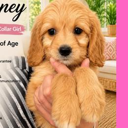 Honey: Dark Pink Collar - Apricot female Goldendoodle puppy in Raceland, Louisiana from Cajun Doodles
