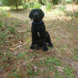Sausage (Brown Collar) - Black male Labrador Retriever puppy in Prince George, Virginia from Kingdom Kenelz Labradors