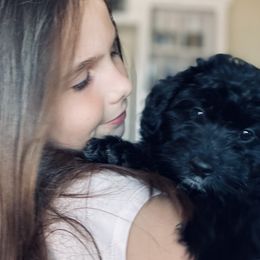 Aussiedoodle and Miniature Australian Shepherd Puppies from BlueZion Aussies