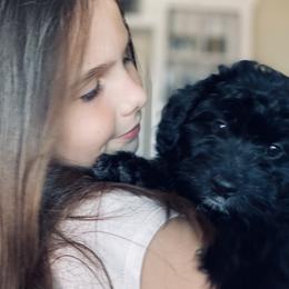 Aussiedoodle and Miniature Australian Shepherd Puppies from BlueZion Aussies