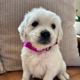 Venus (purple) - Light golden female Golden Retriever puppy in Pahrump, Nevada from Southern Nevada Goldens