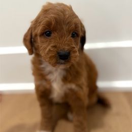 Autumn - Red  female Goldendoodle puppy in Auburn, Indiana from Martin’s Doodles