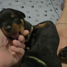 Rottweiler Puppies from Rottbies