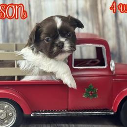 Jackson - Liver and white male Shih Tzu puppy in Beatrice, Nebraska from I Shih Tzu Not Puppies