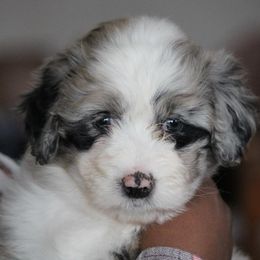 Aussiedoodles and Australian Shepherds from Woodland Aussies & Doodles