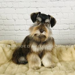 Teddi - Miniature Schnauzer