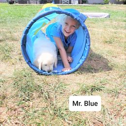 Golden Retriever Puppies from Light Hill Goldens