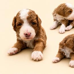 Rusty - Red male Bernedoodle puppy in Temecula, California from Country Hills Doodles