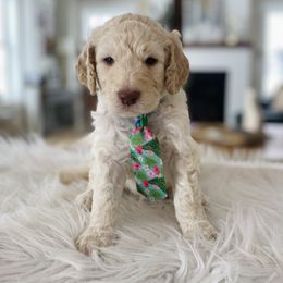 Goldendoodle Puppies from Lakeside Doodles MN