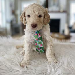 Goldendoodle Puppies from Lakeside Doodles MN