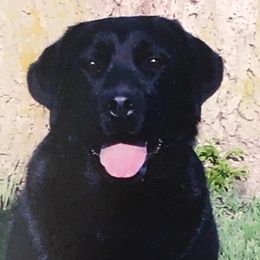Rocky - Labrador Retriever